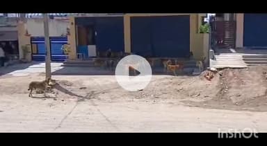 రామడుగు: గోపాల్ రావు పేట గ్రామంలో వీధి కుక్కల స్పైరవిహారం భయాందోళనలో గ్రామస్తులు