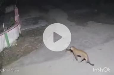 हरिद्वार: BHEL में कुत्ते का शिकार करता गुलदार CCTV में हुआ कैद, वीडियो वायरल होने पर वन विभाग ने दी सफाई