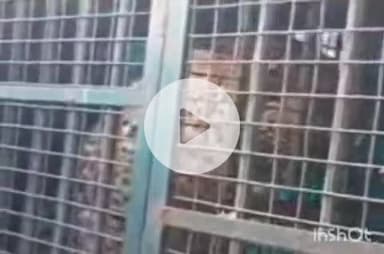 देसूरी: देसूरी में पैथर की दहशत के बाद वन विभाग ने उसे पकड़ा, स्वास्थ्य जांच के बाद सुरक्षित जंगल में छोड़ा