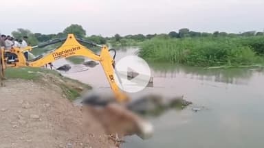 मथुरा: रिफाइनरी के टाउनशिप के समीप किसान की बाढ़ के पानी में मरी 7 भैंस, मंगलवार को रेस्क्यू कर निकला गया बाहर