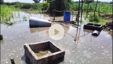 इटावा: सदर तजसील इलाक़े के धमना गांव में यमुना नदी का पानी भर जाने से ग्रामीण परेशान, फसल जलमग्न हुई