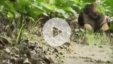 समुद्रपूर: गिरड येथे कपाशीच्या शेतात वाघाचा ठिय्या:शेतकऱ्यांमध्ये भितीचे वातावरण:वन विभागाकडून सतर्कतेचे आव्हान