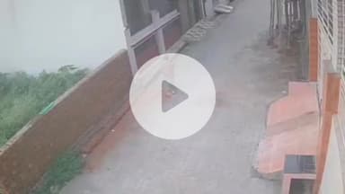 बरवाला: कालका नगर परिषद की लापरवाही: आवारा कुत्तों के हमले से बालक घायल, सीसीटीवी वीडियो आया सामने