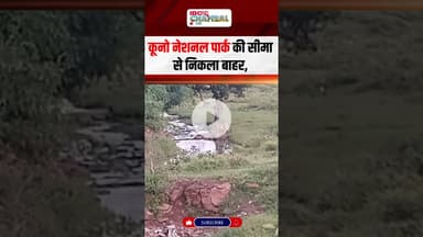 'सैर पर निकला चीता' कूनो नेशनल पार्क से निकलकर एक चीता पहुंचा गांव | #chambal #kunonationalpark