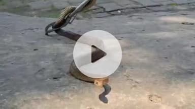 इटावा: कलेक्ट्रेट में 6 फीट लंबा घोड़ा पछाड़ सांप निकलने से मचा हड़कंप, स्थानीय ग्रामीण ने किया पकड़