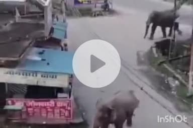 हरिद्वार: लक्सर राजमार्ग स्थित जगजीतपुर में एक साथ पहुंचे 5 जंगली हाथियों का झुंड, वीडियो हुआ वायरल