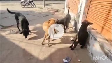 धौलपुर: शहर में आवारा जानवर लोगों का कर रहे शिकार, ओपीडी में हुई बढ़ोतरी