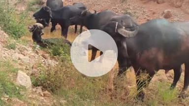 गुमला: पांच मवेशियों के साथ पिकअप वाहन ज़ब्त, कोटाम का चालक गिरफ्तार