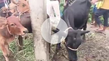 भोरे: जीउत छापर गांव में हिन्दू संगठन के सदस्यों ने गौ तस्करी का पर्दाफाश किया, 4 तस्कर गिरफ्तार, 10 फरार