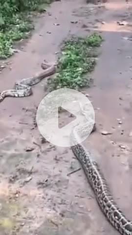 कलेसर नेशनल पार्क में दिखा अजगर का जोड़ा, वीडियो वायरल