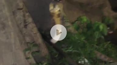 आरा: पार्क व्यू होटल के सामने कांग्रेस मैदान में विशाल कोबरा का वीडियो सोशल मीडिया पर हो रहा है वायरल