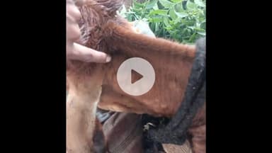 भोकरदन: वाकडी येथे शेतकऱ्यांच्या जनावराला लंपी आजाराची लागण काही जनावरे दगावण्याची सुद्धा प्राथमिक माहिती समोर