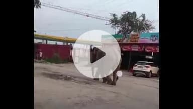 हरिद्वार: ज्वालापुर हाइवे पर जंगली हाथी के आने से मची अफरा-तफरी, सोशल मीडिया पर हुआ वीडियो वायरल