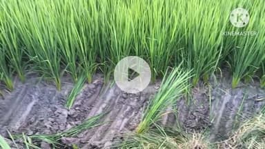 पटेढ़ी बेलसर: सिहमा कंठ गांव में सड़क बना रही एजेंसी की दादागिरी से ग्रामीणों का धान बर्बाद