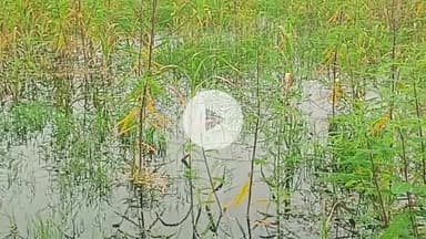 नूह: नूंह जिले के किसान खरीफ फसलों के नुकसान का ब्यौरा ई-क्षतिपूर्ति पोर्टल पर दर्ज करवाएं: उपायुक्त