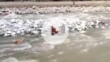 राजगढ़ी: यमुना नदी में बीच टापू पर फंसी गाय को फायर टीम ने सकुशल निकाला