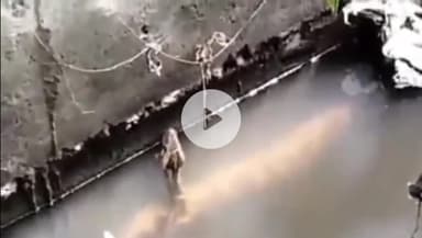 छिबरामऊ: निगम मंडी के पास बनी पुलिया में भरे पानी में स्थानीय लोगों ने देखा अजगर सांप, वन विभाग को दी गई सूचना