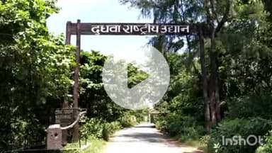 पलिया: दुधवा टाइगर रिजर्व के बेलरायां रेंज में दो गैंडों के खूनी द्वंद के दौरान एक घायल नर गैंडे ने इलाज के दौरान तोड़ा दम