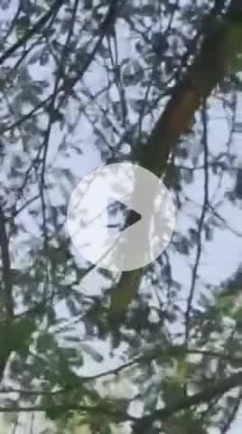 #रेण #मेङता_सिटी 20 फुट से लंबा अजगर पेड़ पर दिखाई दिया