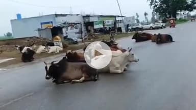 पूरनपुर: गौवंश की दुर्दशा पर भड़के गौ रक्षा जिला प्रमुख, उठाए सवाल जिम्मेदारों पर