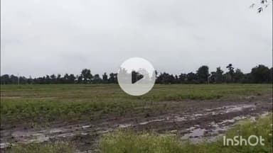 झरी जामणी: झरीजामणी तालुक्यात अतिवृष्टीचा कहर मुकुटबन सह परिसरात शेतकऱ्यांची पिके उध्वस्त