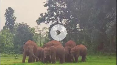 लोहरदगा: गोपाल गंज के चना गढ़हा में जंगली हाथी ने एक घर उजाड़ा, चार महीने पहले हुई थी शादी