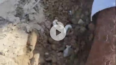 सरदारशहर: नैणासर गांव सहित उपखंड क्षेत्र में गोजा लट के प्रकोप से मूंगफली और मूंग की फसल चौपट होने के कगार पर