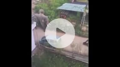 हरिद्वार: जगजीतपुर में हाथियों के सामने महिला ने स्कूटी छोड़कर भागने का वीडियो वायरल, रेंज अधिकारी ने बताया पुराना वीडियो