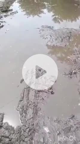 पलिया: पलिया तहसील क्षेत्र के बेला खुर्द गांव में जर्जर सड़क से ग्रामीण बेहाल, पांच महीने से परेशान, वीडियो हुआ वायरल