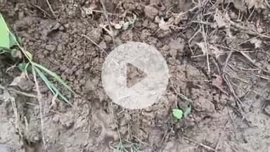 बीसलपुर: जगतपुर गांव में बाघ की दहशत, किसान के खेत में मिले पगमार्क, वन विभाग की टीम जांच में जुटी