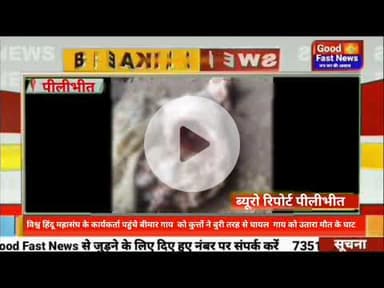 विश्व हिंदू महासंघ के कार्यकर्तापहुंचे बीमार गाय  को कुत्तों ने बुरी तरह से घायल  गाय को उतारा मौत