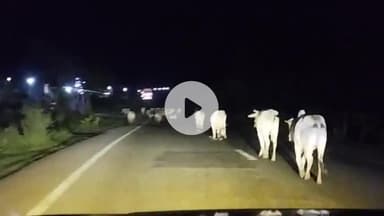 सागर नगर: कलेक्टर के आदेश की अवहेलना, हाइवे पर गाय बैठने से बढ़ रहे सड़क हादसे