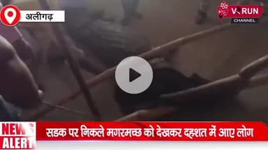 सड़क पर निकले मगरमच्छ को देखकर दहशत में आए लोग || वन विभाग और पुलिस की टीम ने कड़ी मेहनत के बाद पकड़ा मगरमच्छ