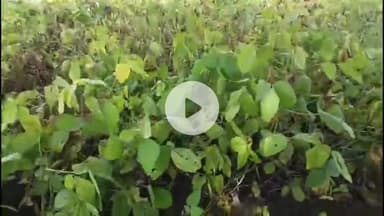 जावरा: रिंगनोद क्षेत्र में बकाया कृषि बीमा राशि नहीं मिलने से किसान परेशान, फसल नुकसानी की समस्या से जूझ रहे #Jansamasya