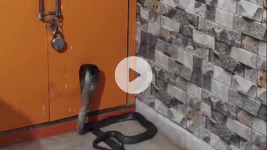 लाडपुरा: 5 फीट लंबा ब्लैक कोबरा घर में घुसने से दहशत का माहौल, रेस्क्यू कर छोड़ा जंगल में
