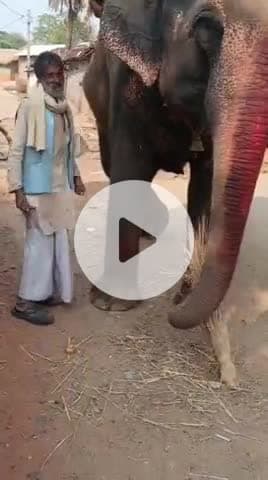 मेदिनीनगर (डालटनगंज): उत्तर प्रदेश से पलामू लाई गई एक करोड़ की हथिनी चोरी, चिप से ढूंढने में जुटा वन विभाग