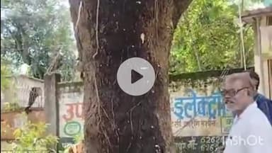 जगदलपुर: धरमपुरा क्षेत्र में सड़क निर्माण में बाधा बन रहे कई पेड़ों को निर्माण एजेंसी ने काटा