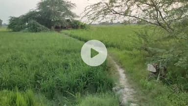 मनसा दास महाराज जी की कुटिया के लिए नहीं है कोई मार्ग करहल विधानसभा क्षेत्र के गांव हवेलियां के पास है कुटिया