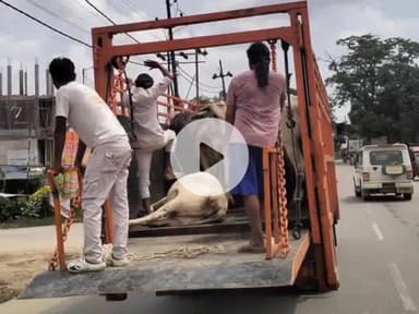 उतरौला: उतरौला नगर पालिका परिषद ने शनिवार को सड़कों पर आवारा मवेशियों से हो रही परेशानियों के समाधान के लिए विशेष अभियान चलाया