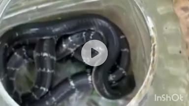 गोपद बनास: सीधी शहर के वार्ड नंबर आठ में जहरीला सांप घुसा, वन विभाग की टीम ने पकड़कर सुरक्षित छोड़ा