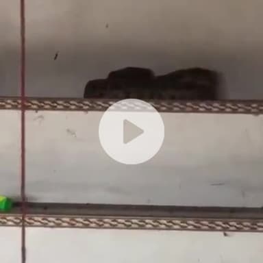 बाह: बटेश्वर में प्रसाद की दुकान में घुसा अजगर, सफाई के दौरान देख लोग दहशत में