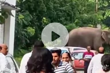 हरिद्वार: BHEL हॉस्पिटल परिसर में जंगली हाथी पहुंचा, मच गया हड़कंप, वीडियो हुआ वायरल