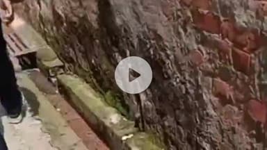 मुज़फ्फरनगर: सोशल मीडिया पर गोमांस को लेकर भड़काऊ बयान देने के आरोप में पुलिस ने नावेद खान को किया गिरफ्तार