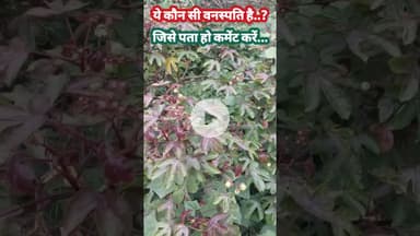 ये कौन सी वनस्पति है.? कमेंट में बताओ viral video