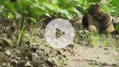 समुद्रपूर: शेतकऱ्यांमध्ये दहशत निर्माण करणाऱ्या त्या वाघांचा तातडीने बंदोबस्त करा:आमदार कुणावार यांची पालकमंत्र्यांकडे केले मागणी