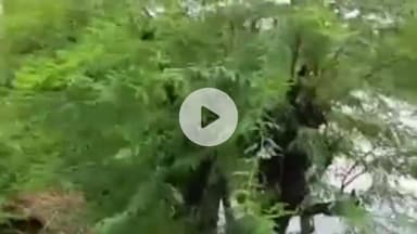 नूह: नूंह जिले के गांव नई में बारिश से घरों में भरा पानी, ग्रामीणों ने प्रशासन से निकासी की मांग की