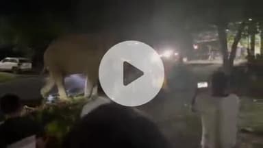 हरिद्वार: जगजीतपुर में फिर घुस आया जंगली हाथियों का झुंड, हाथियों के आने से मची अफरा-तफरी, वीडियो हुआ वायरल