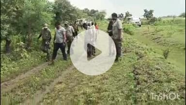 समुद्रपूर: गिरड शेतशिवारात वाघाला जेरबंद करण्यासाठी वनविभागाकडून रेस्कू अभियान सुरू :५० च्यावर कर्मचारी अधिकारी वाघाच्या मार्गावर