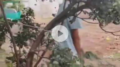 महू: ओम श्री कॉलोनी में हरे-भरे पेड़ उखाड़े, महिला ने विरोध किया