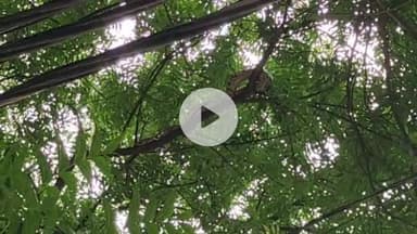 बदलापुर: बदलापुर सरकारी अस्पताल के पास नीम के पेड़ पर विशाल अजगर दिखाई दिया, मचा हड़कंप